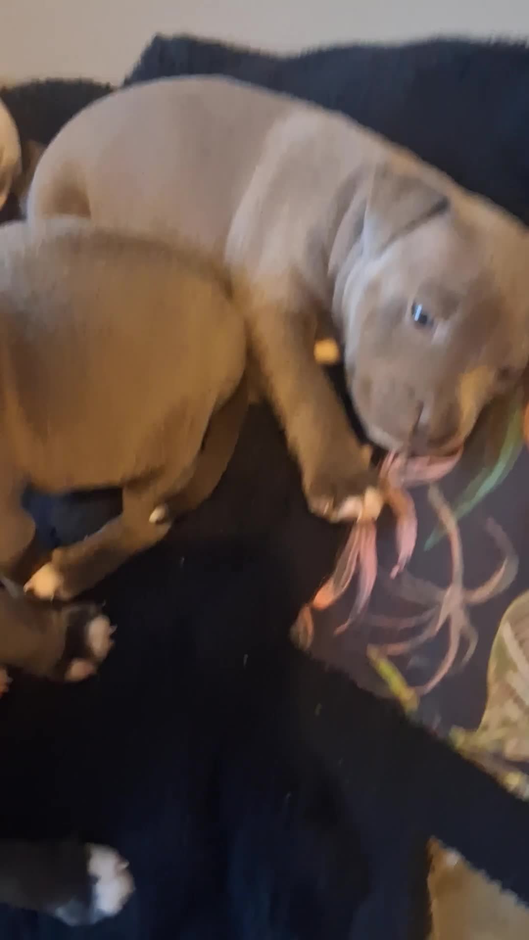 Staffordshire Bull Terrier dogs for sale: Adorable staffy puppies  - Video 1