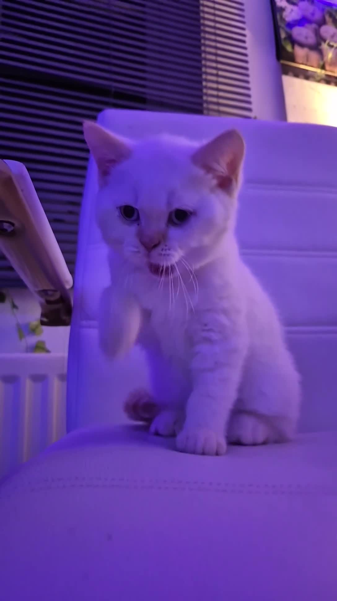 British Shorthair cats for sale: (💙LAST WHITE KITTEN🤍) Stunning Pure BSH kittens  - Video 1