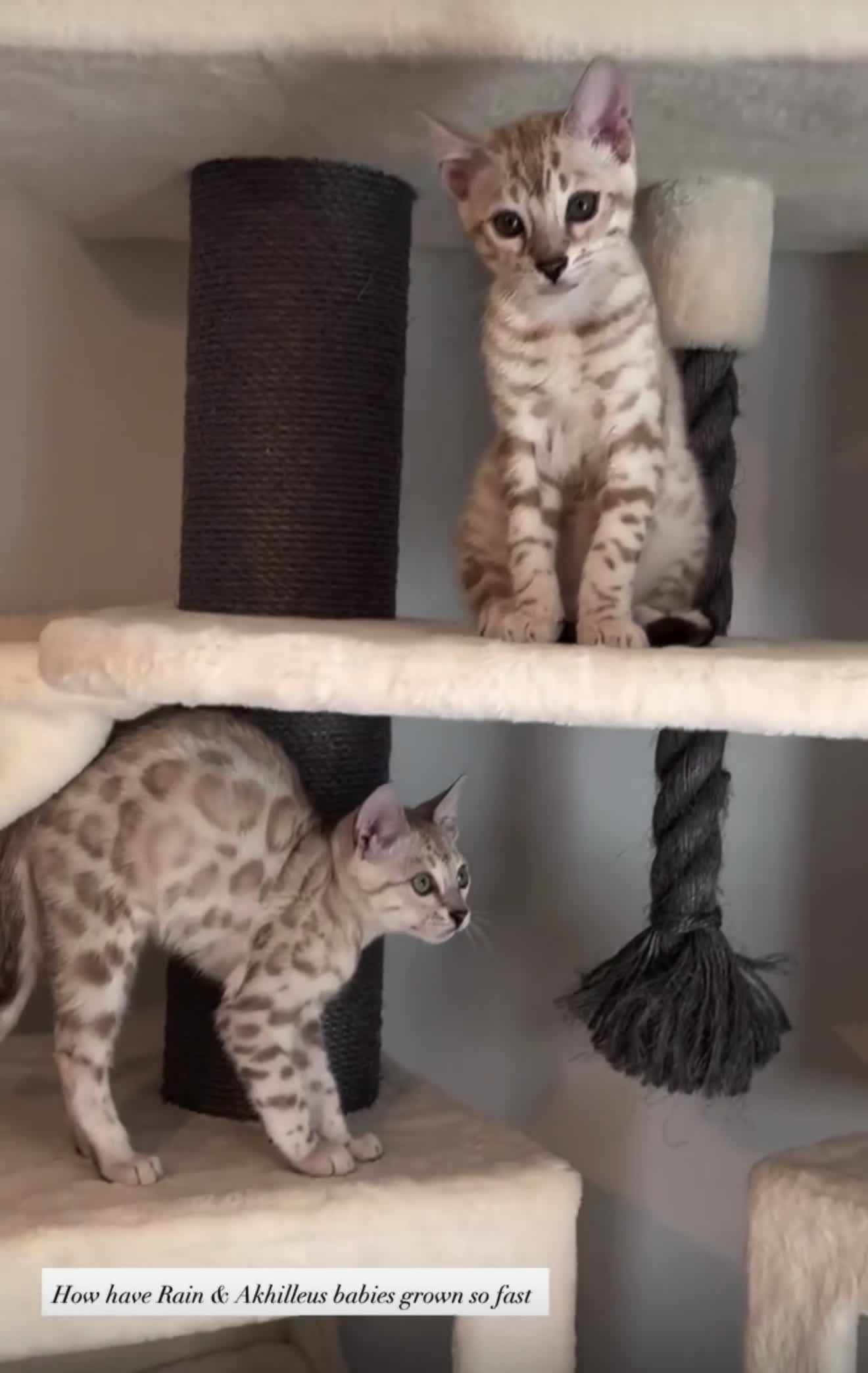 Bengal cats for sale: Two Kittens Left! Full Pedigree Snow TICA Bengals - Video 1