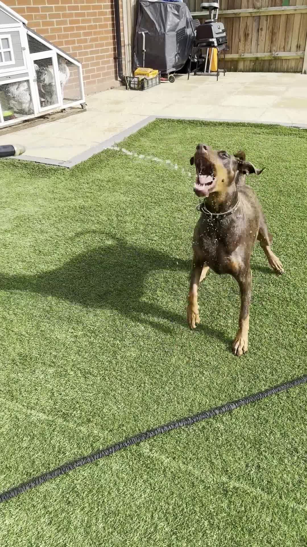 Dobermann dogs for sale: Doberman Girl – Adoption to Loving Home - Video 1