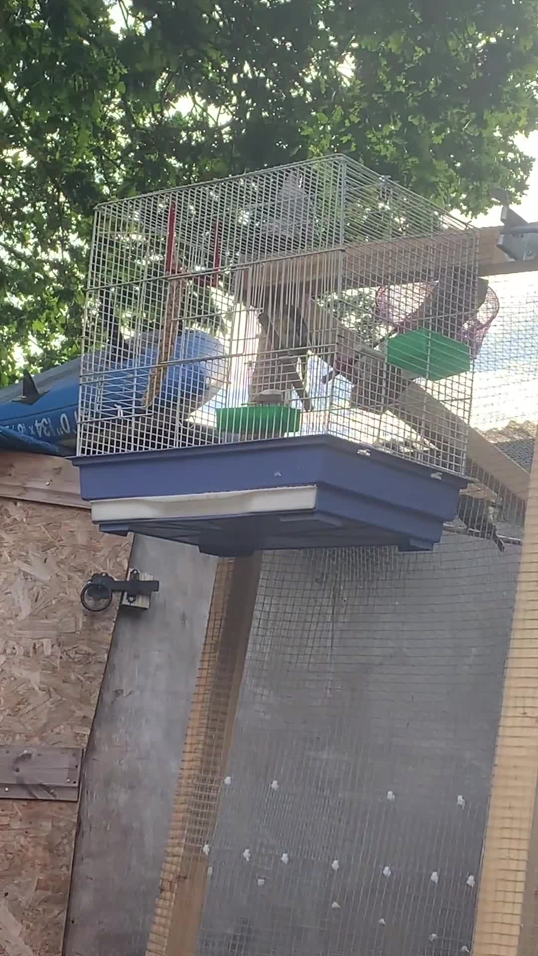 Mixed Breed birds for sale: Goldfinch x siskin  in Southampton - Video 1