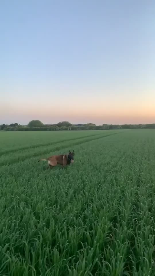 Belgian Shepherd Dog dogs for stud: Belgian malinois ⚡️Amiri proven stud✅ - Video 1