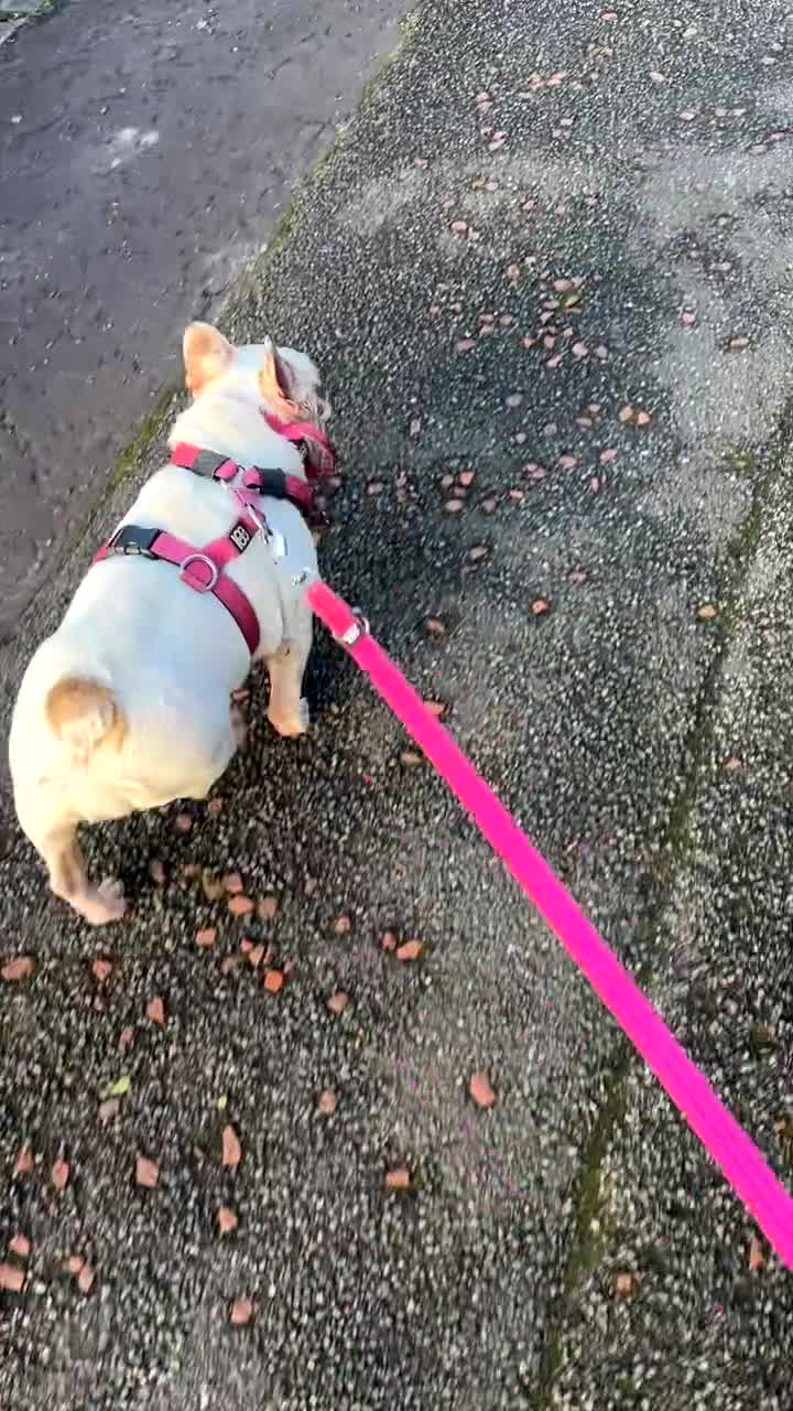 French Bulldog dogs for sale: Female white pied French bulldog  in Wallasey - Video 2