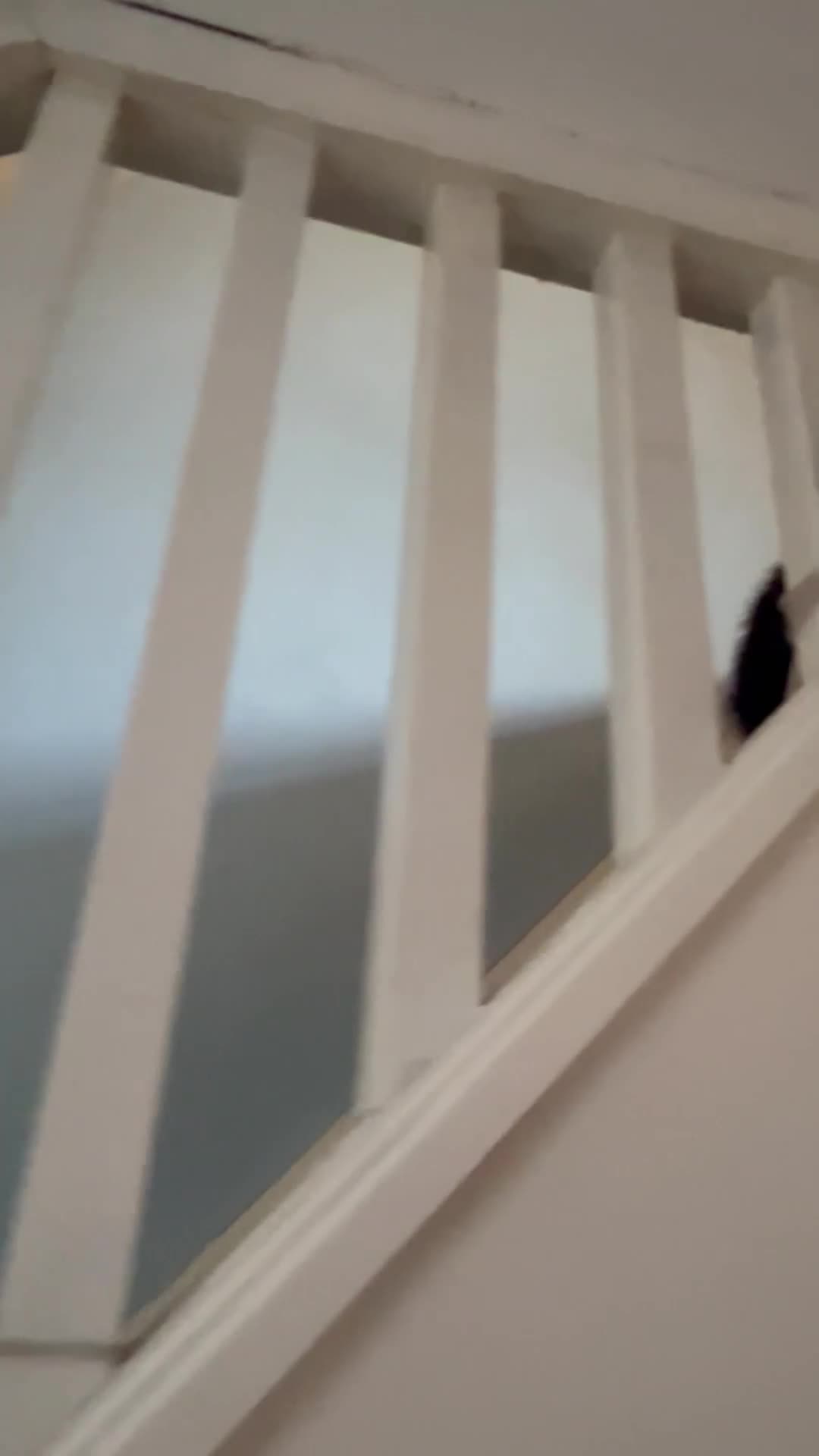 British Shorthair cats for sale: 4 rescue kittens  in Southall - Video 4