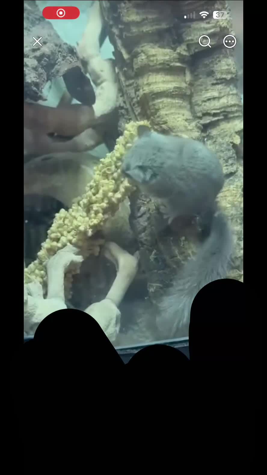 Mouse rodents for sale: 4 male african pigmy dormice in Nottingham - Video 2