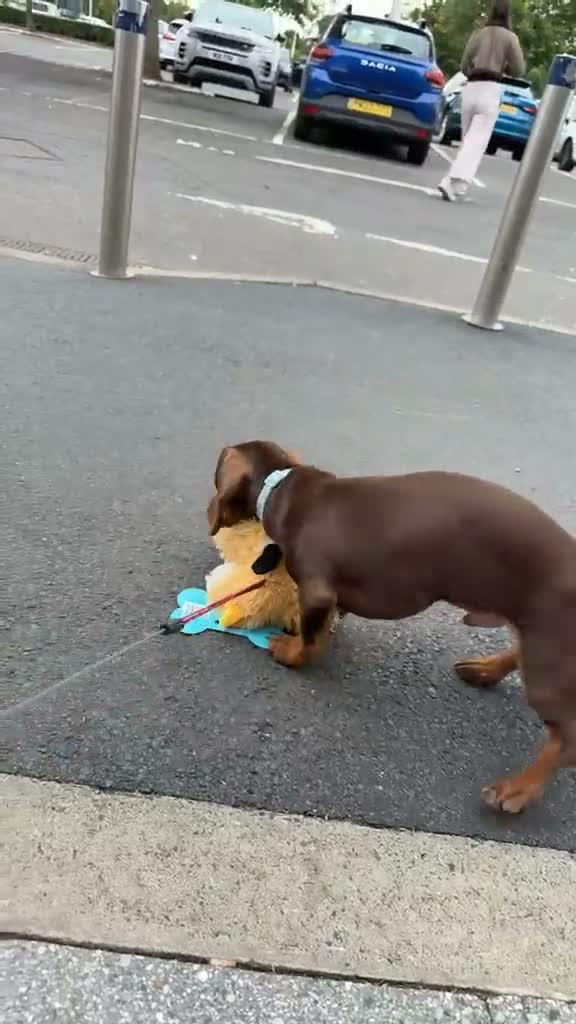 Miniature Dachshund dogs for sale: Miniature dachshund  in Glasgow - Video 1