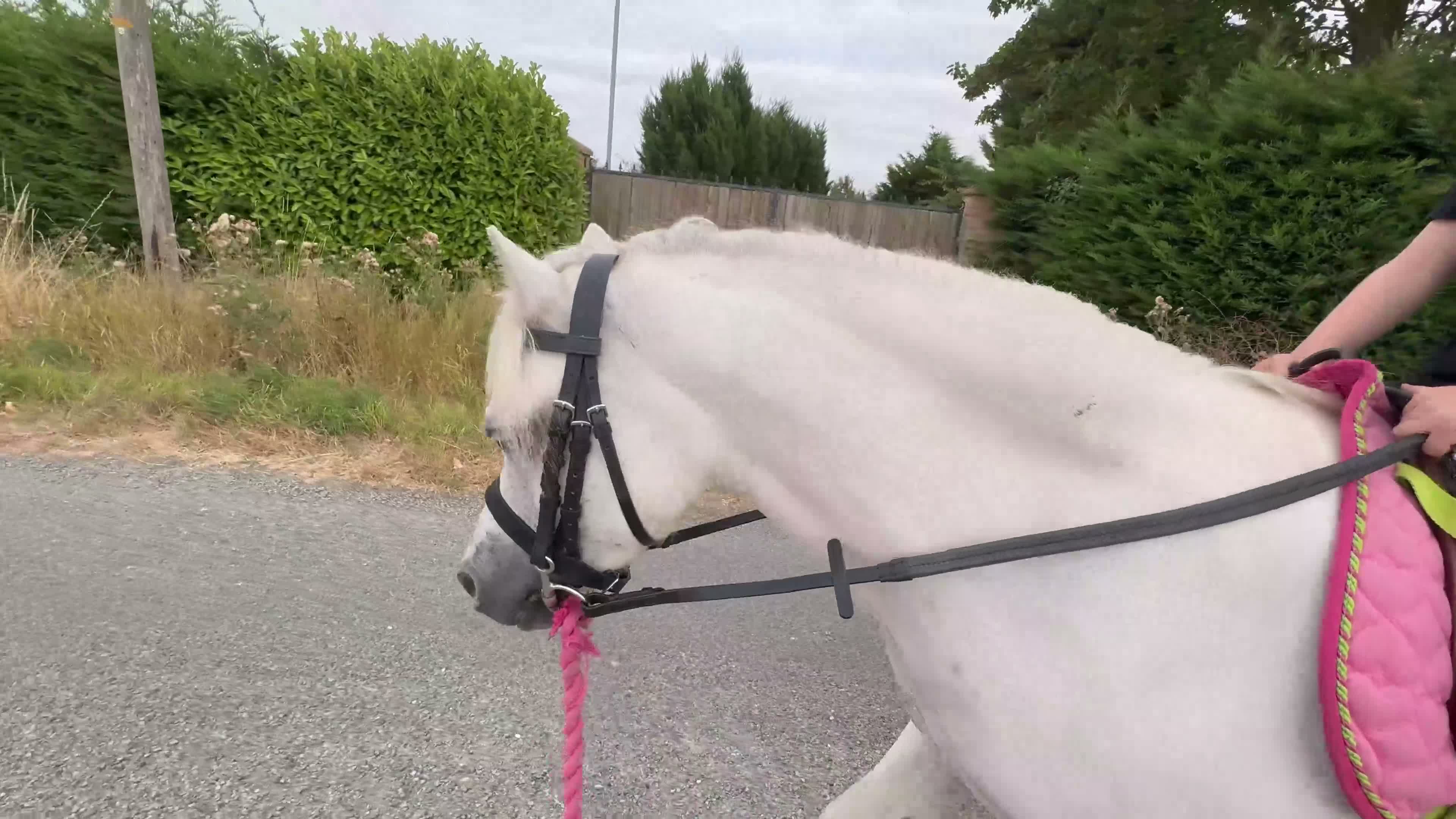 Welsh Section A horses for sale: 10yrs 11.2hh Welsh section a mare  in Wisbech - Video 1