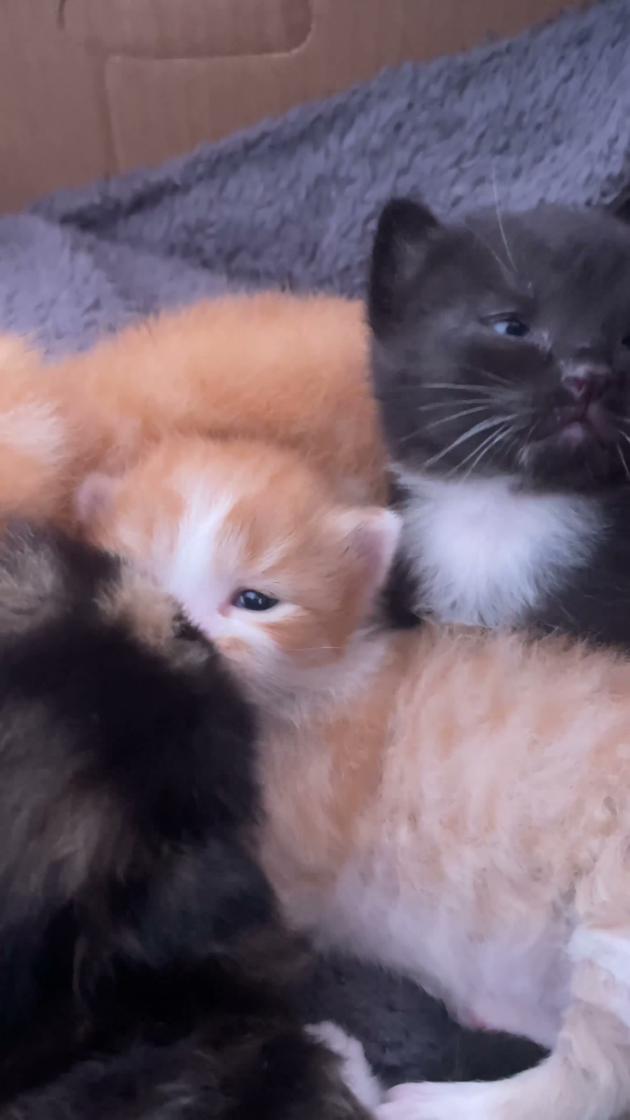 Mixed Breed cats for sale: 4 mixed breed kittens - Video 1