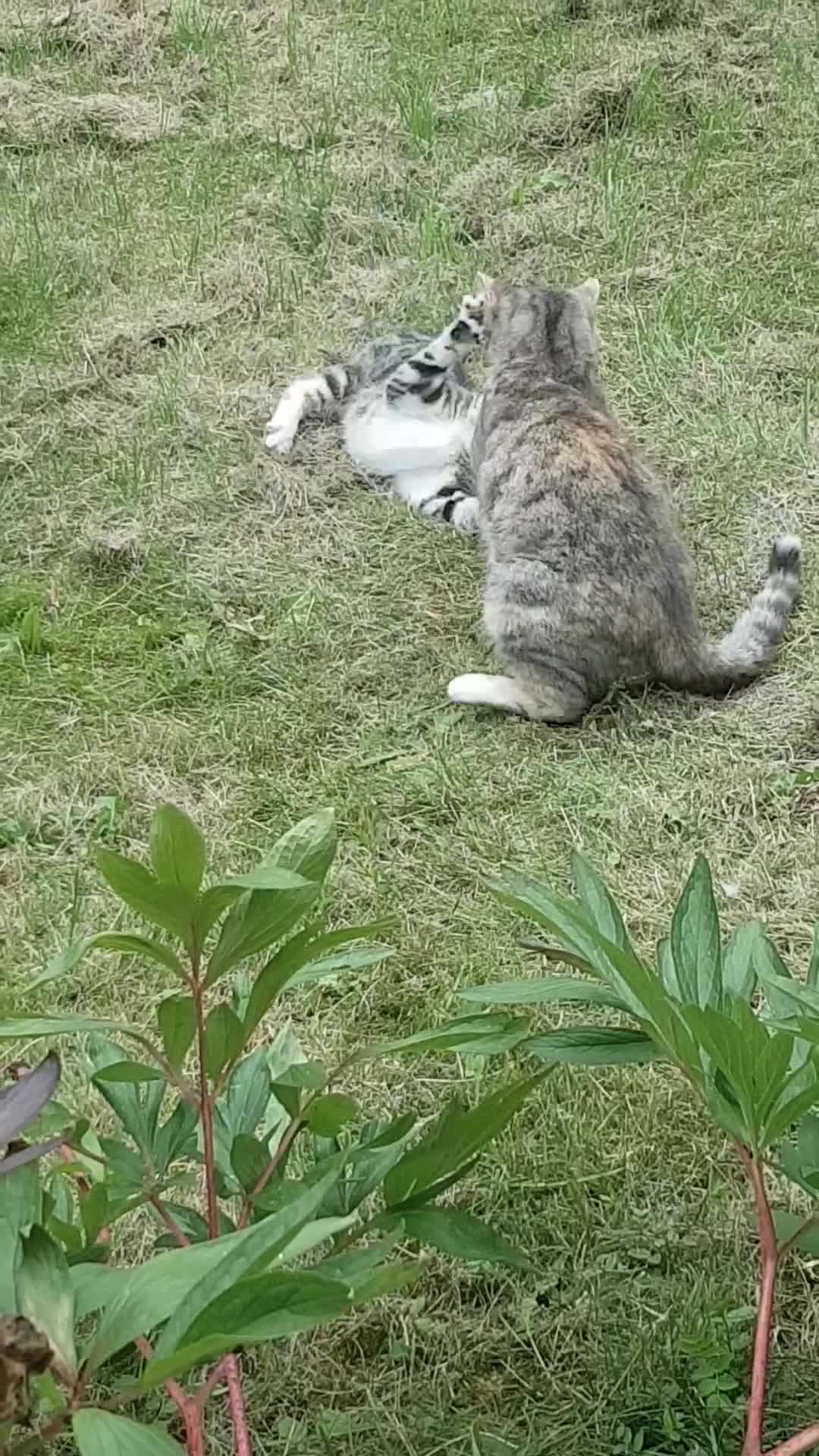 European cats for sale: Stripes - Video 2