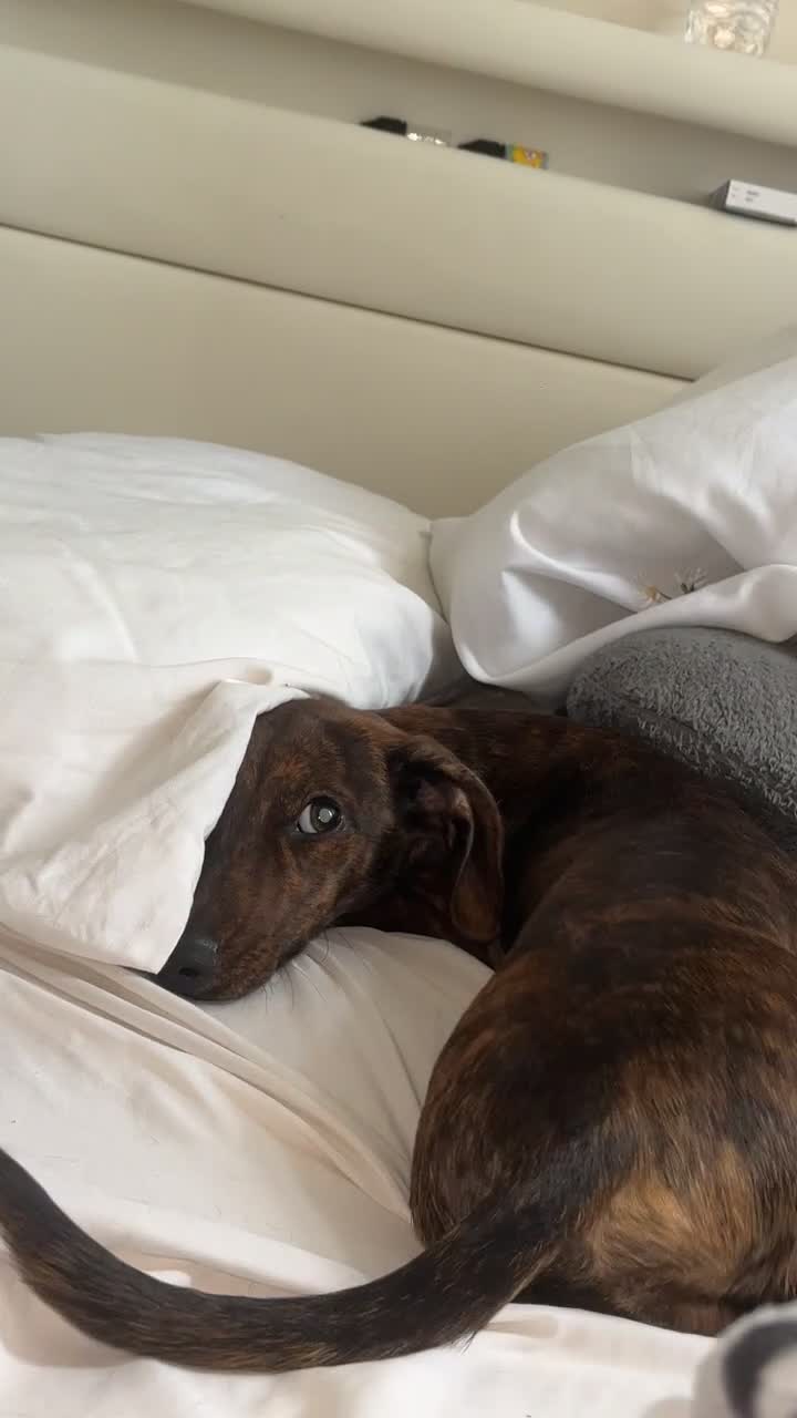Dachshund dogs for sale: miniature bridle boy dachshund 6months old  in Redditch - Video 1