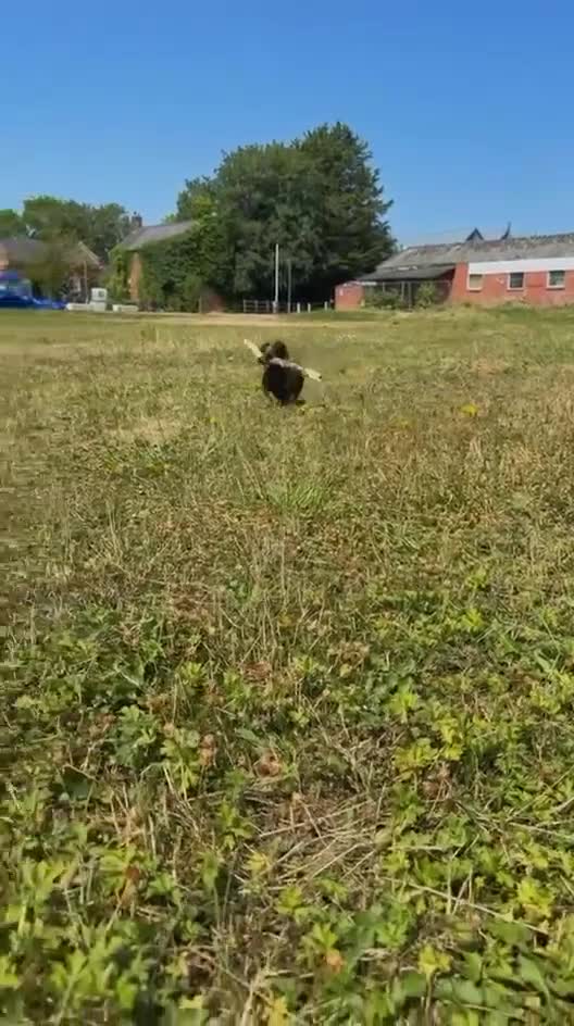 Miniature Dachshund dogs for stud: Mini Dachshund MANY PROVEN LITTERS!  - Video 1