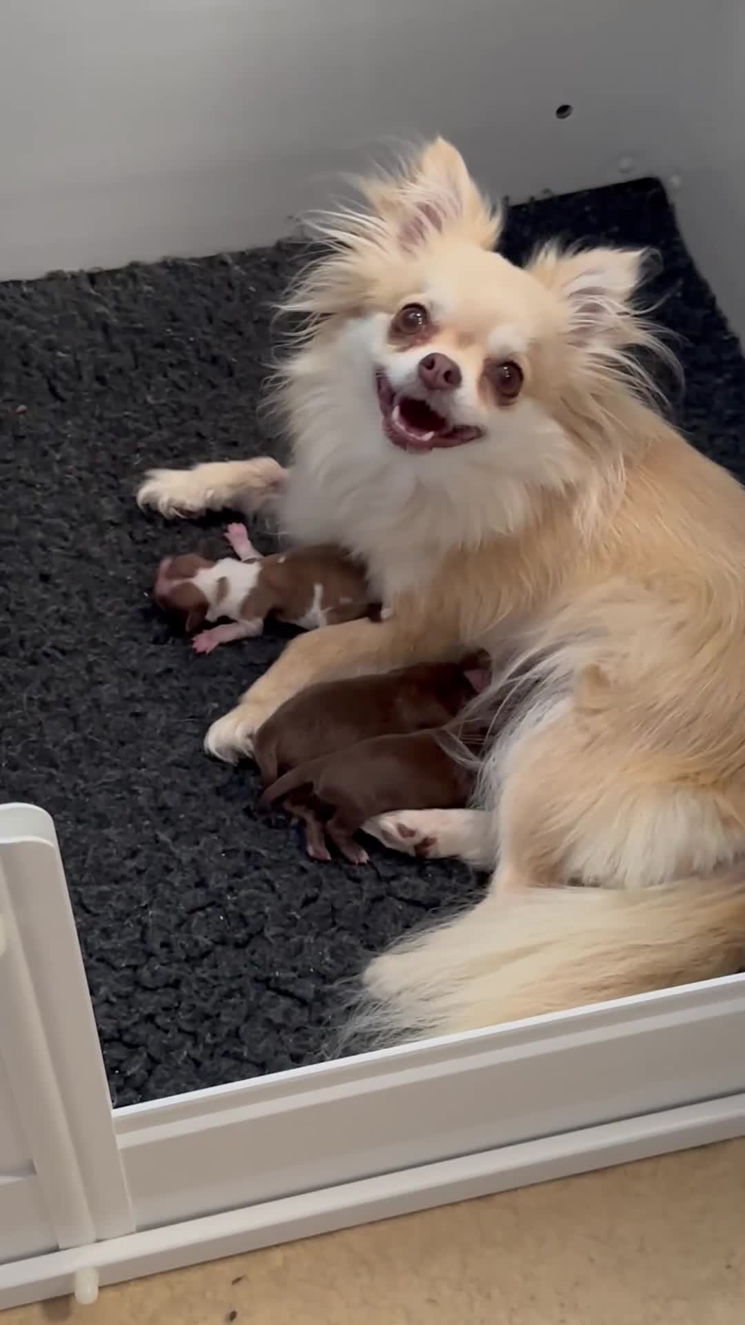 Chihuahua dogs for sale: Stunning KC registered long coat chihuahuas boys - Video 1