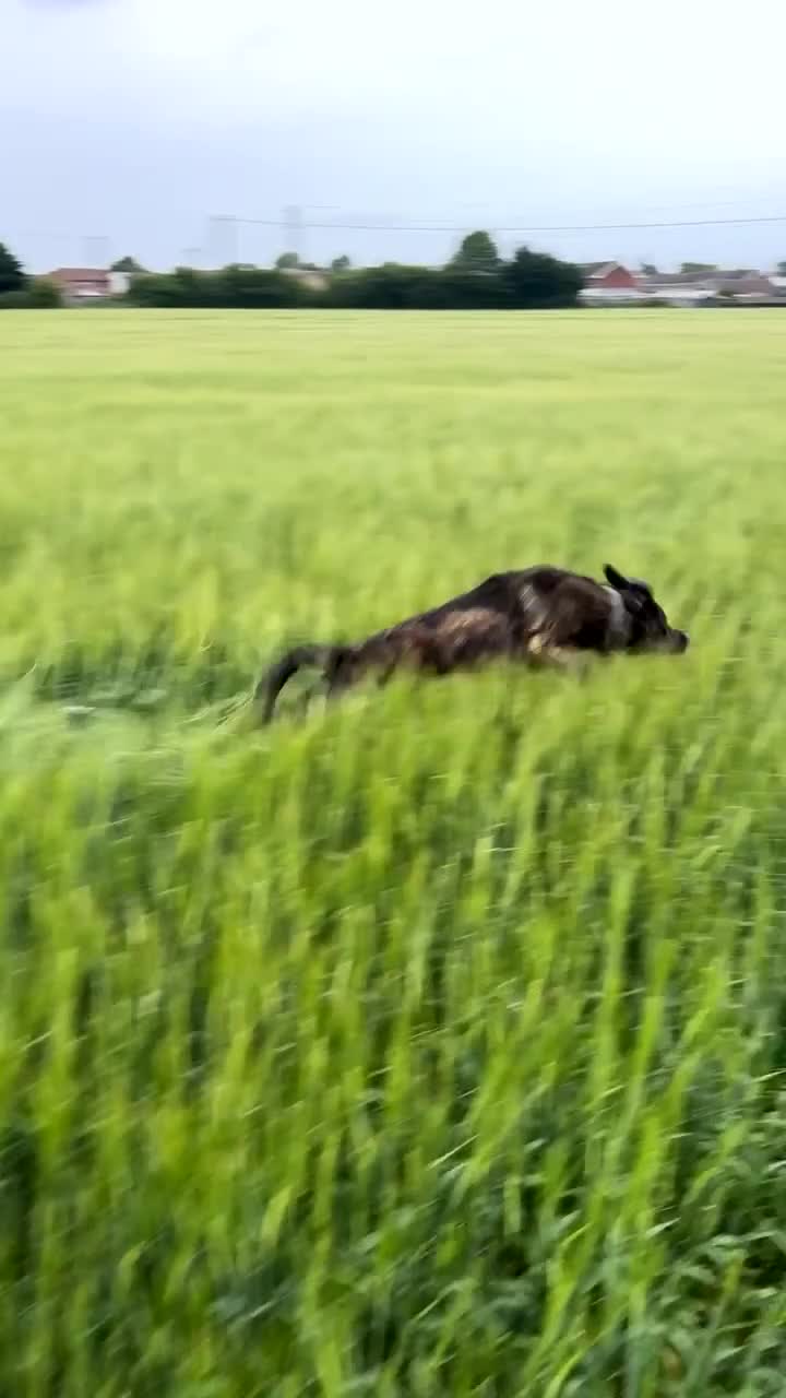 Mixed Breed dogs for sale: 10 Month old Male Castro Laboreiro in Sleaford - Video 1