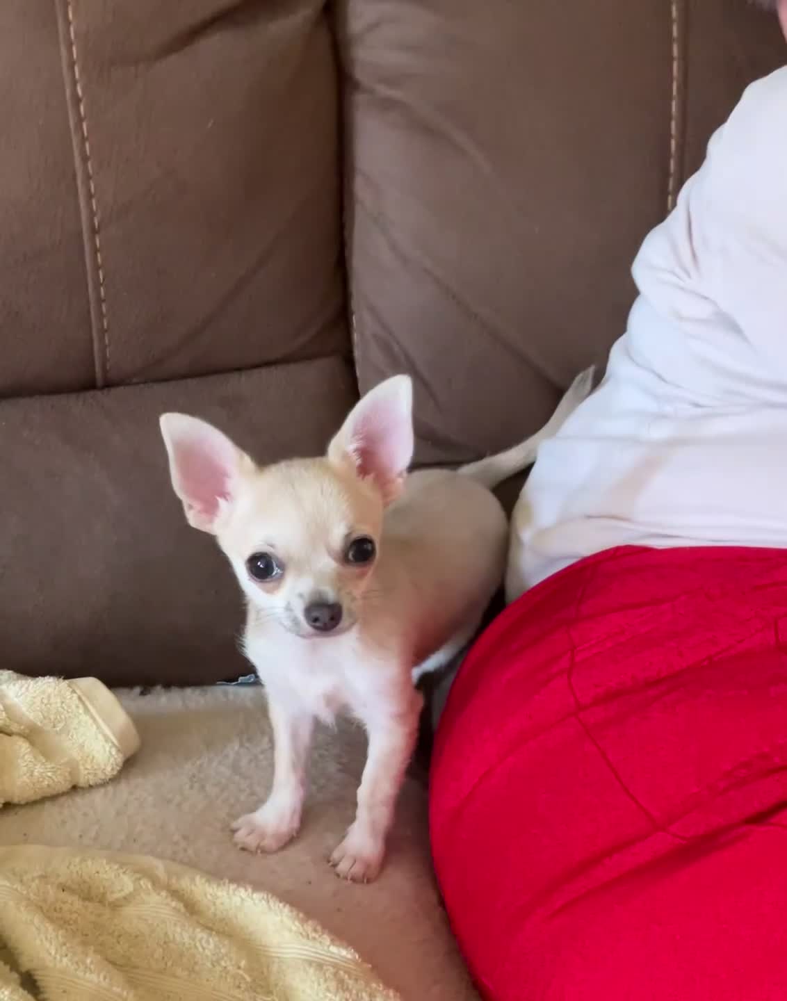 Chihuahua dogs for sale: Short hair Chihuahua - Video 3