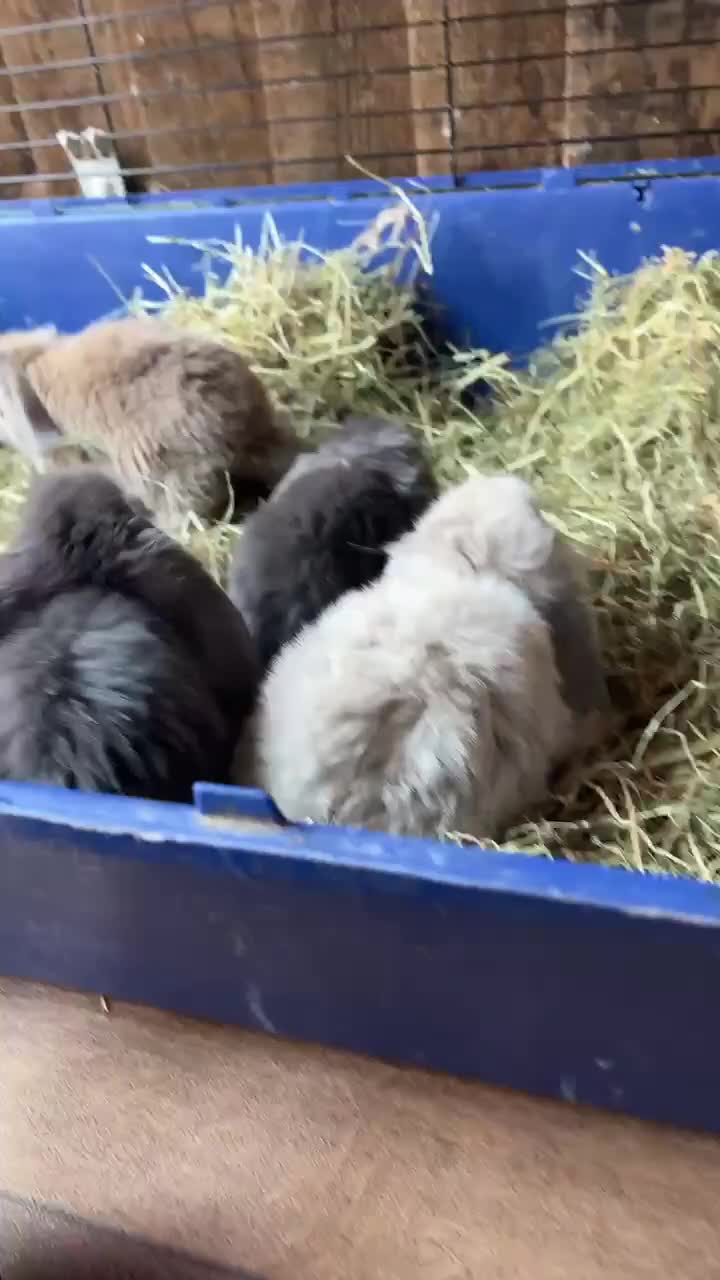 Mini Lop rabbits for sale: Mini lop babies - Video 1