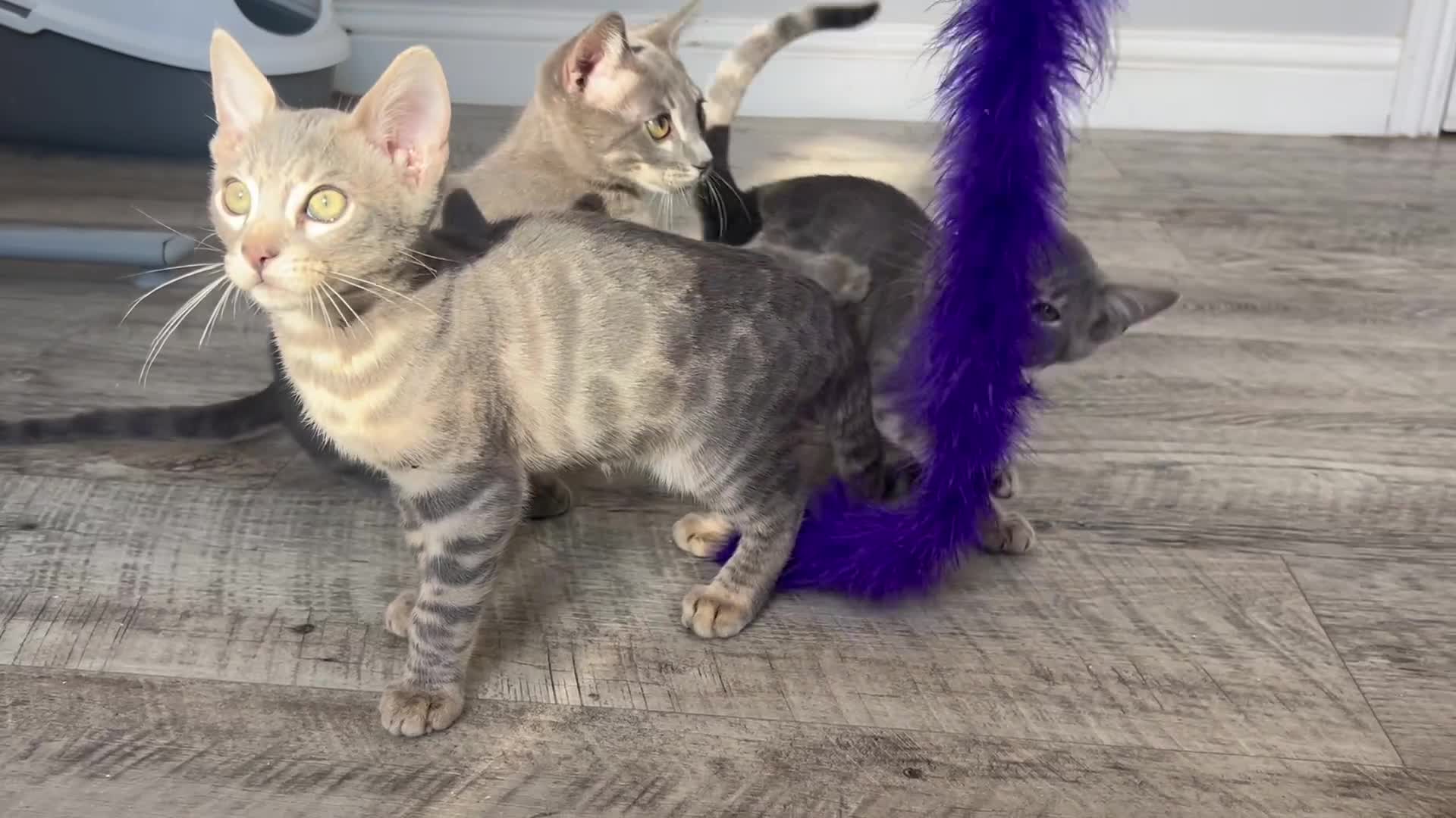 Bengal cats for sale: Striking Blue TICA Male Bengal Kittens 💙  - Video 1