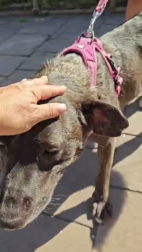 Mixed Breed dogs for adoption: ❤️BERTA❤️- GOLDEN HEART BEHIND ORDINARY LOOK - Video 1