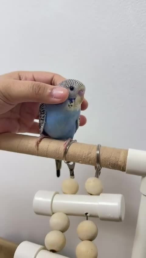 Budgerigars birds for sale: Baby split tcb/bf budgies available w/ full setup - Video 2