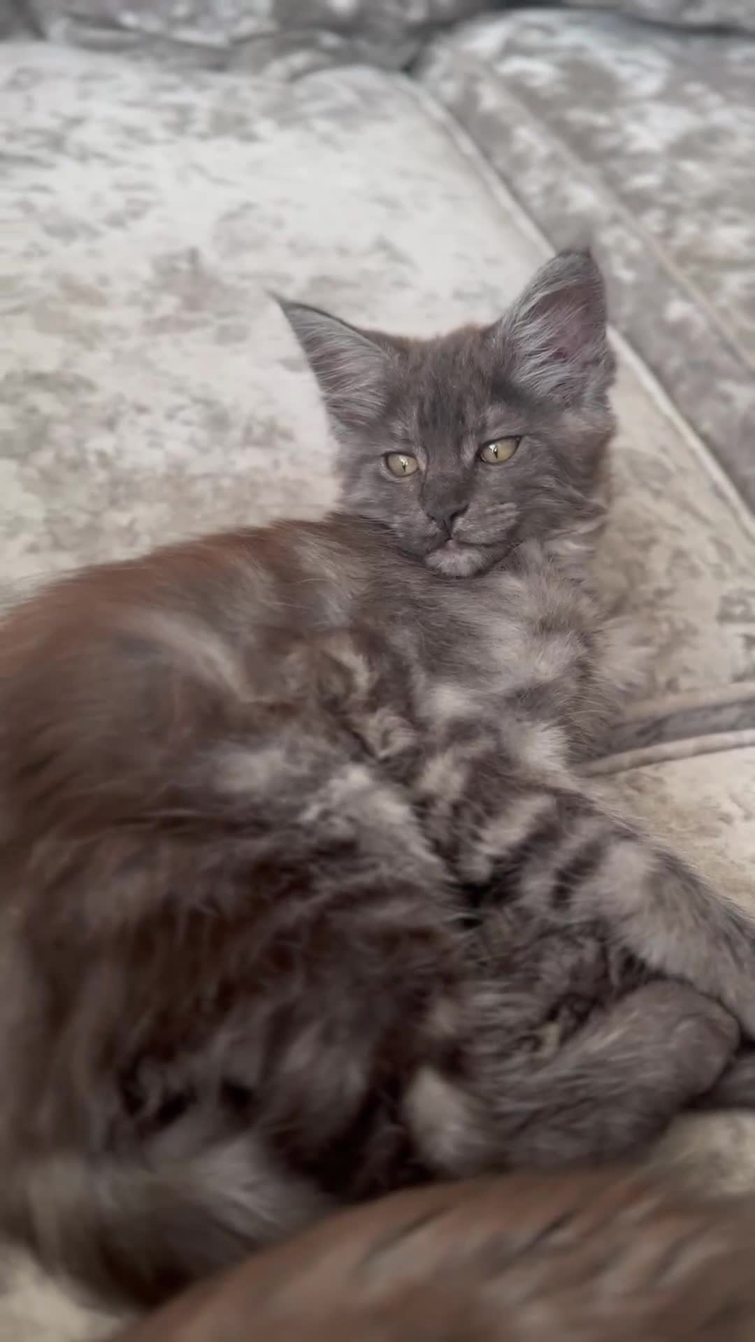 Maine Coon cats for sale: XXL Maine Coon Kittens Double TICA Champion lines  - Video 3