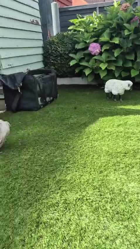 French Bulldog dogs for sale: Fluffy french bulldog puppies - Video 2