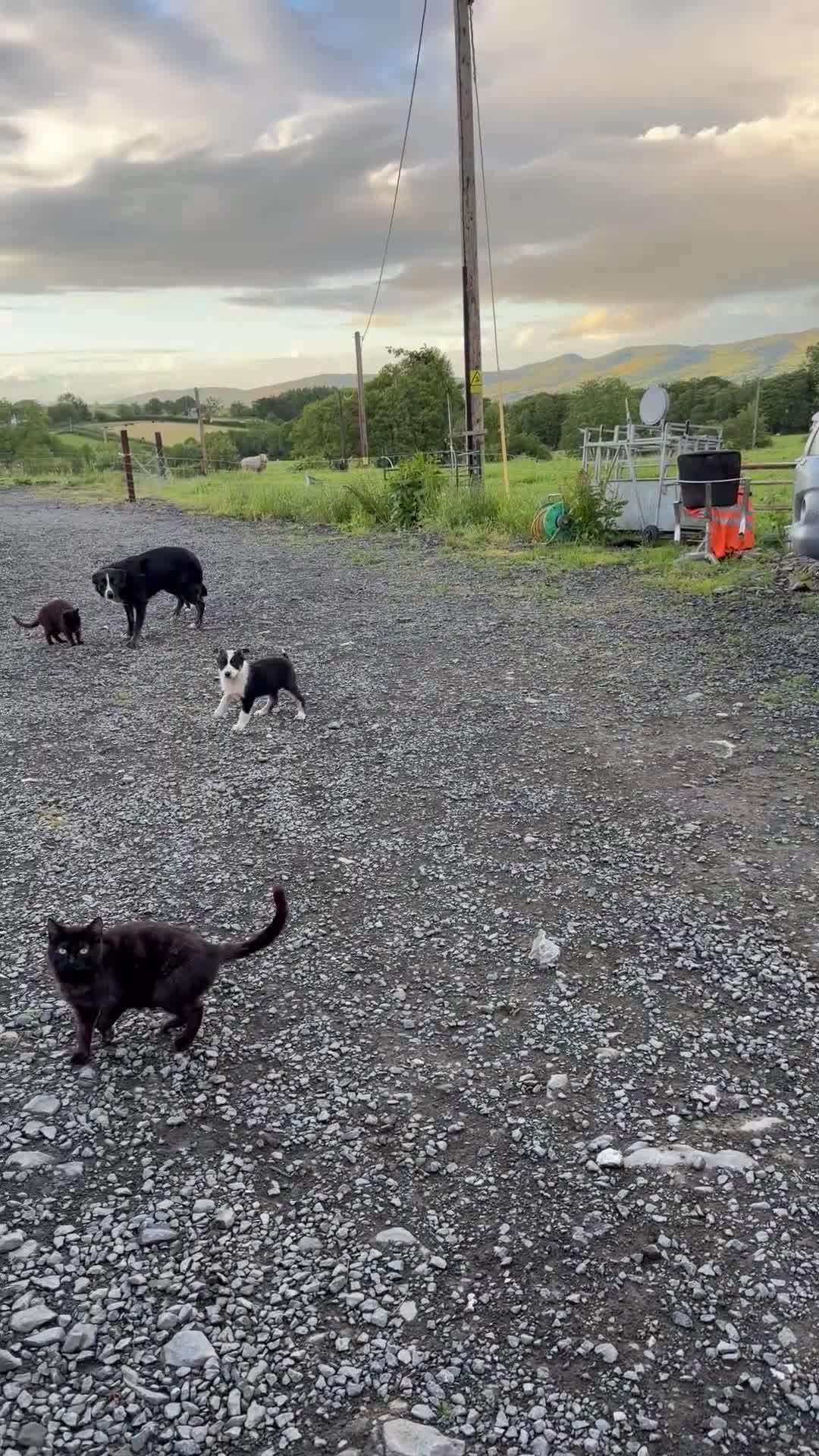 Border Collie dogs for sale: Border collie bitch - Video 1