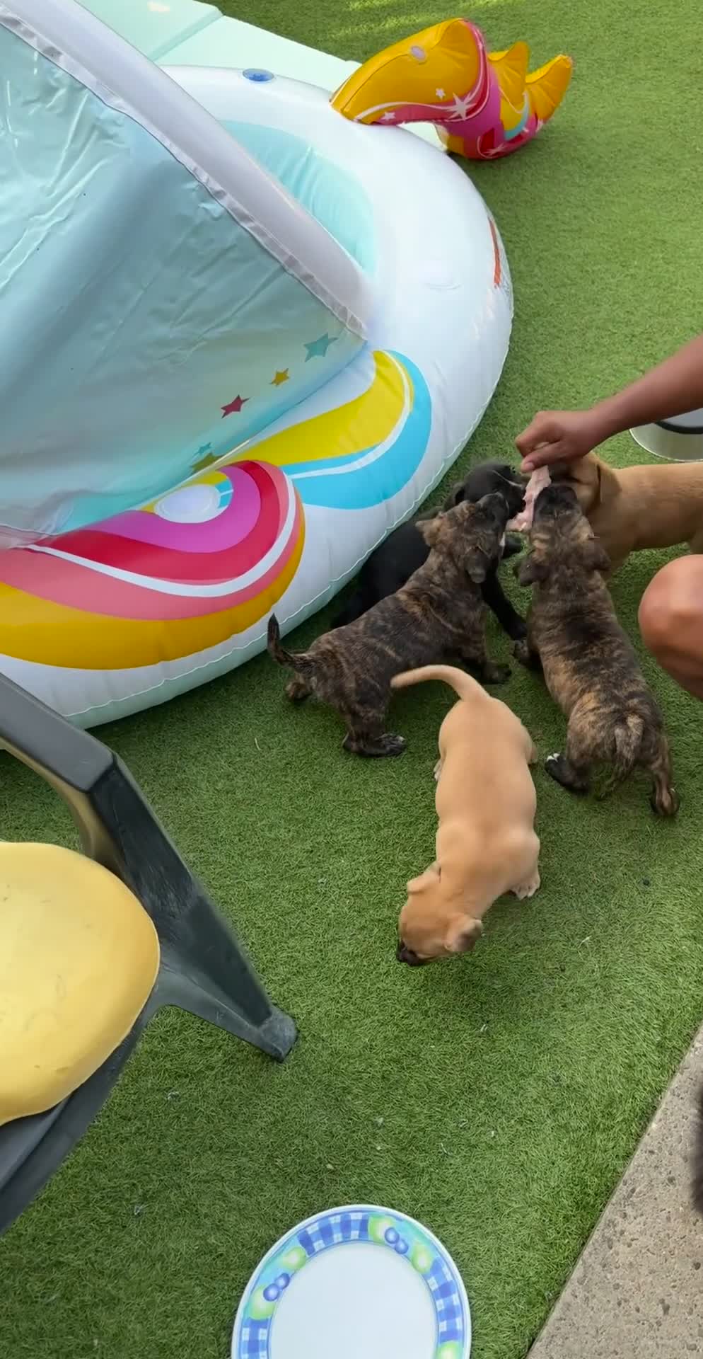 Staffordshire Bull Terrier dogs for sale: Stafford bull terrier puppies  - Video 2