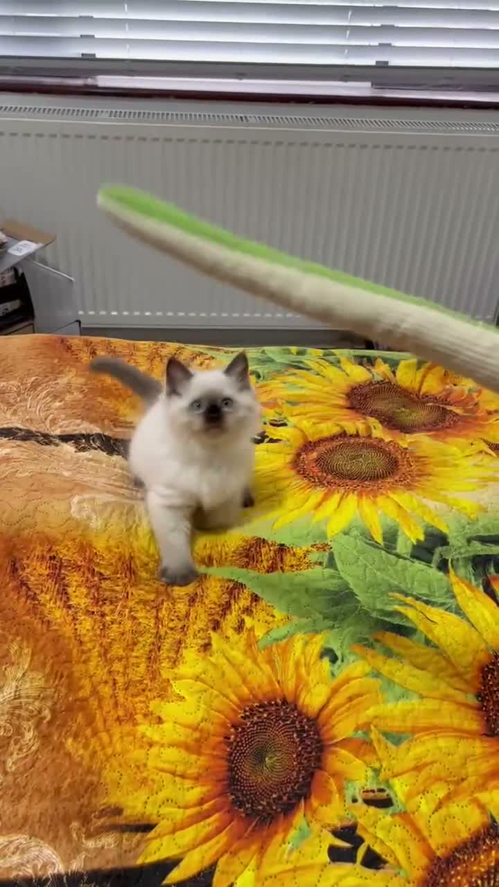 Ragdoll cats for sale: 🥰4 Beautiful Little Boys Looking Loving Homes ❤️✨ - Video 2