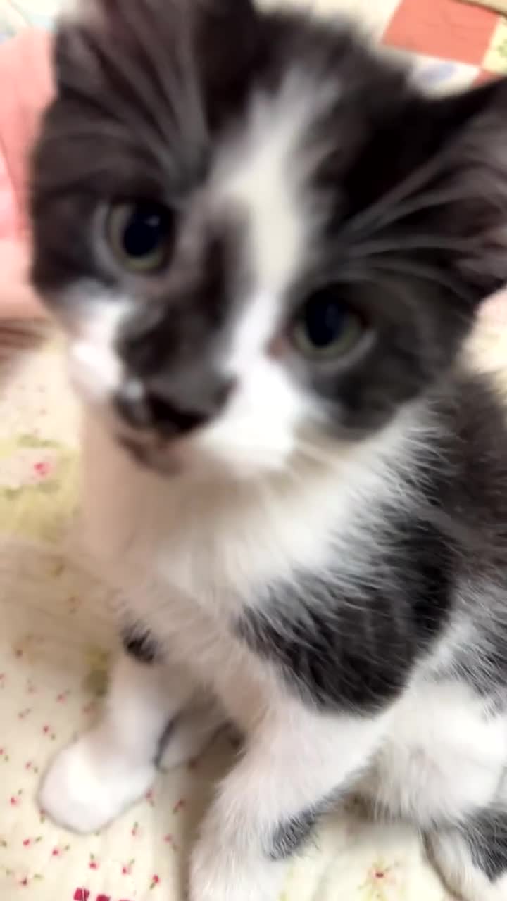 Mixed Breed cats for sale: Maine Coon x British shorthair - Video 1