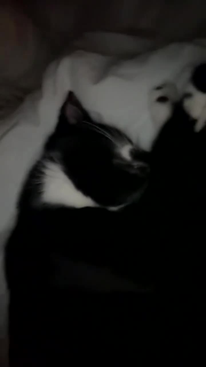 Mixed Breed cats for sale: Milo and Nina  - Video 3