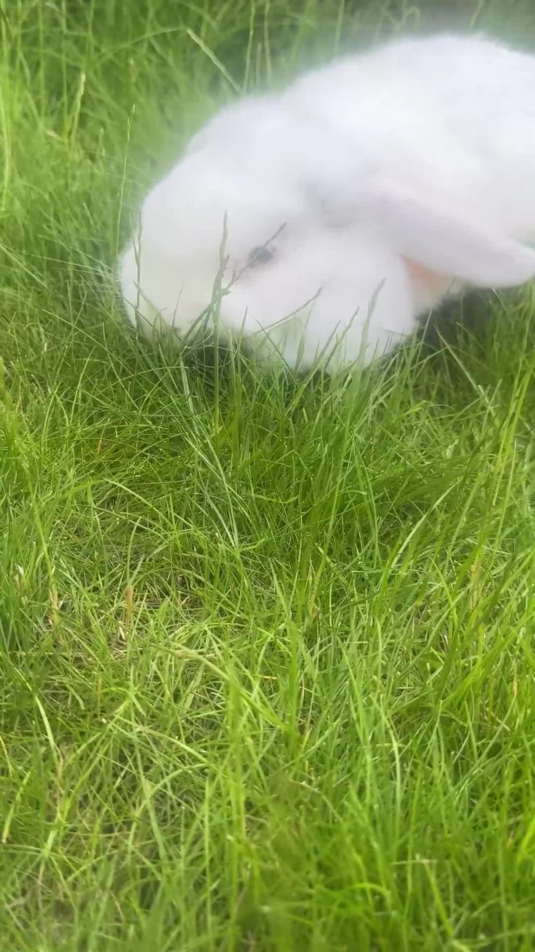 Mini Lop rabbits for sale: Mini lop for sale  - Video 1