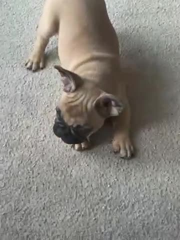 French Bulldog dogs for sale: *LAST BOY READY TO LEAVE* Fawn French Bulldogs - Video 1