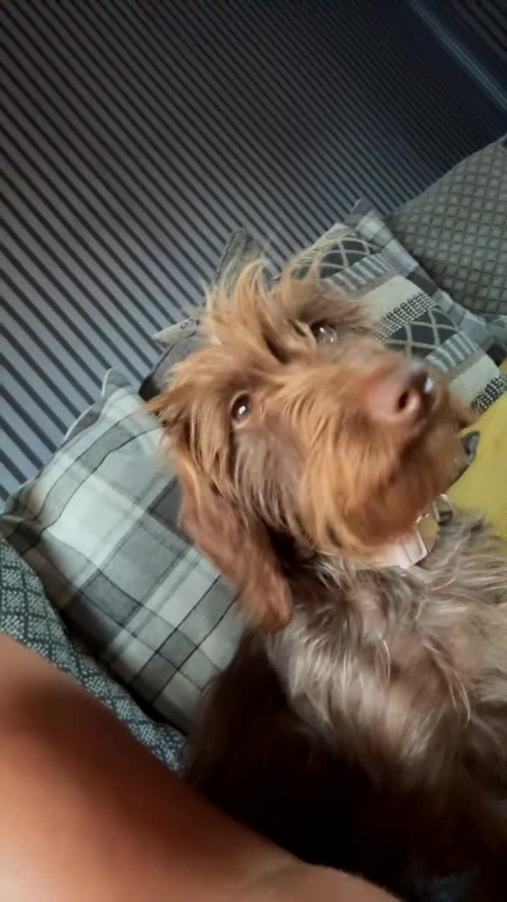 Doxiepoo dogs for sale: Doxipoo puppies  - Video 1