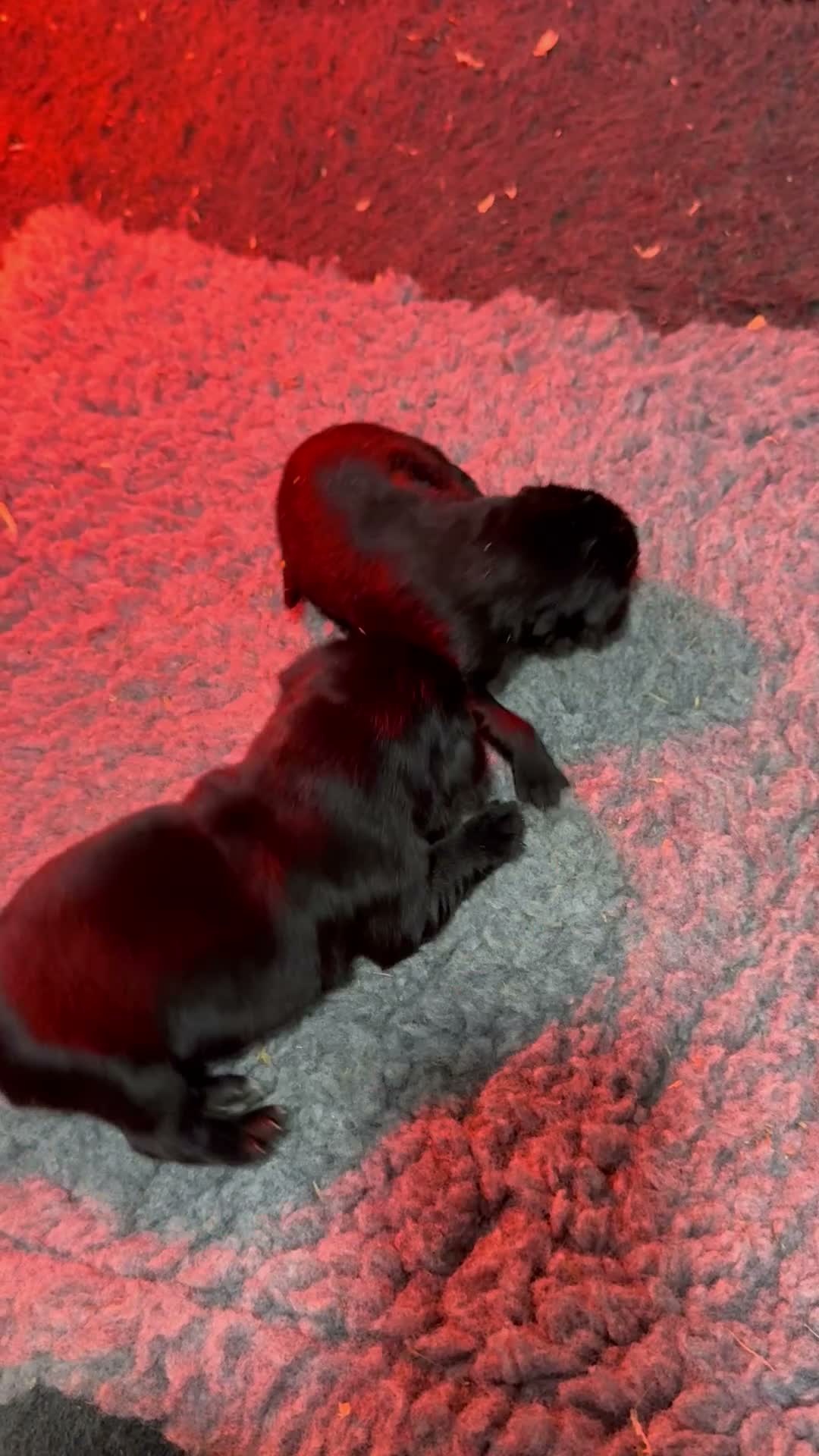 Mixed Breed dogs for sale: Beautiful Retriever puppies  in Peterhead - Video 1