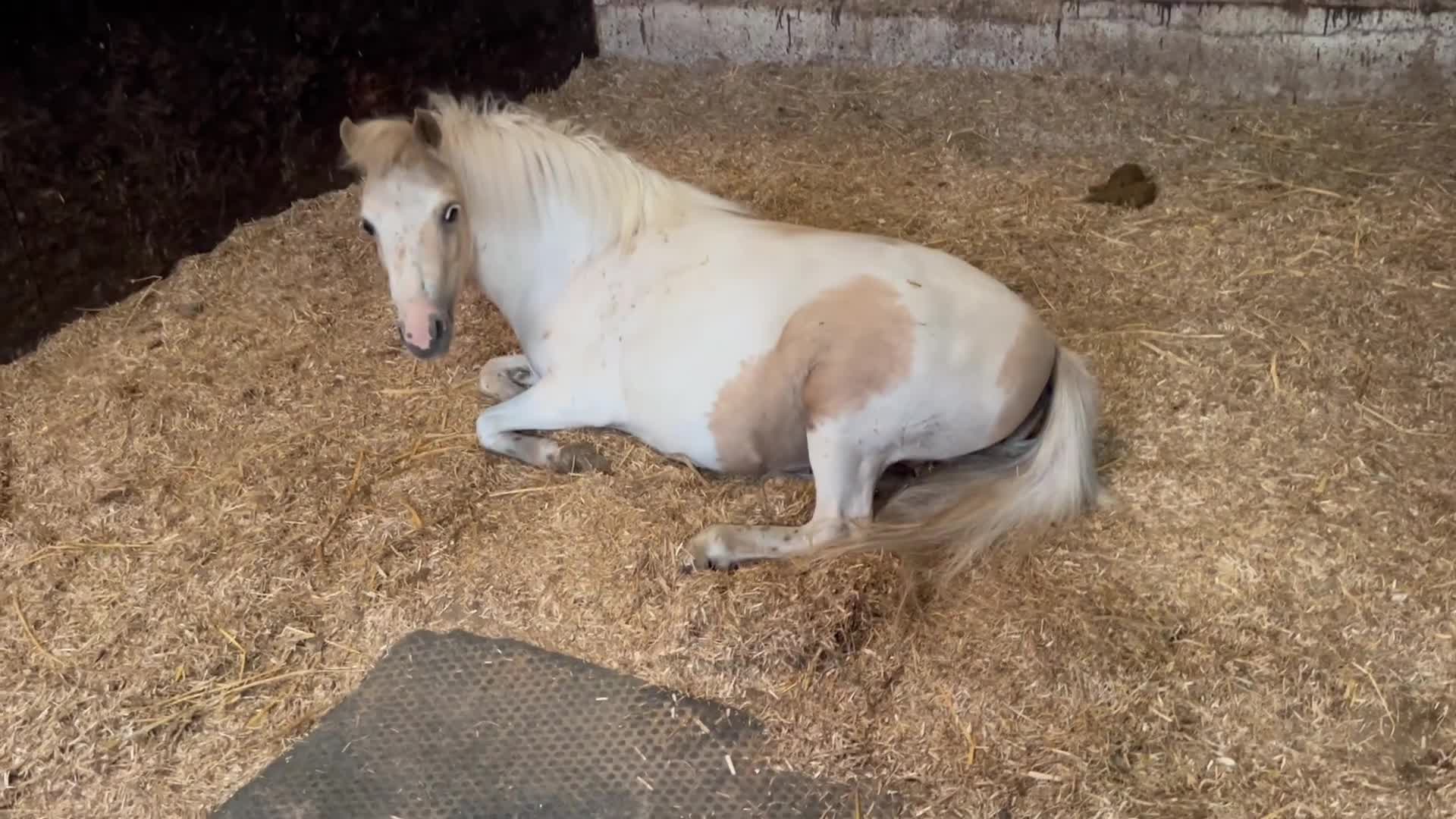 Miniature horses for sale: GDF Indiana White gold show pony  in Nottingham - Video 1