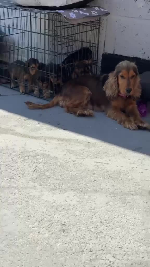 Cocker Spaniel dogs for sale: Show type cocker spaniel puppies in Doncaster - Video 2