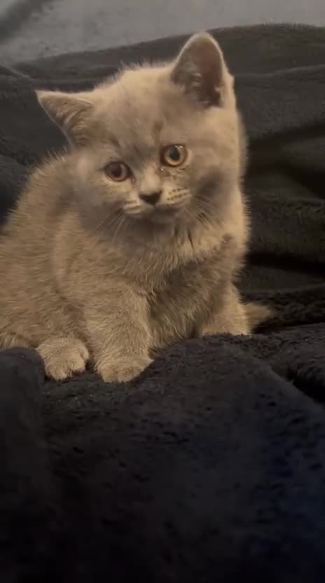 British Shorthair cats for sale: British shorthair  - Video 3
