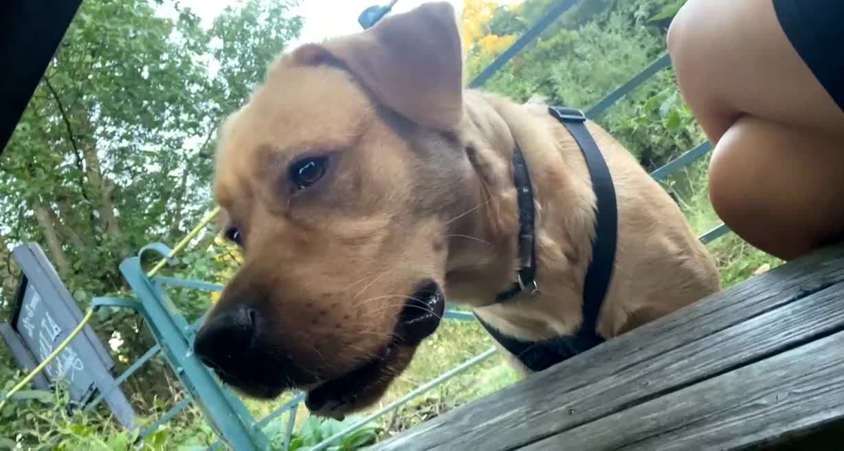 Labrador Retriever dogs for stud: AVAILABLE TO STUD GORGEOUS RED LAB  - Video 1