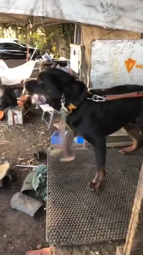 Rottweiler dogs for stud: Pure breed Rottweiler stud - Video 1