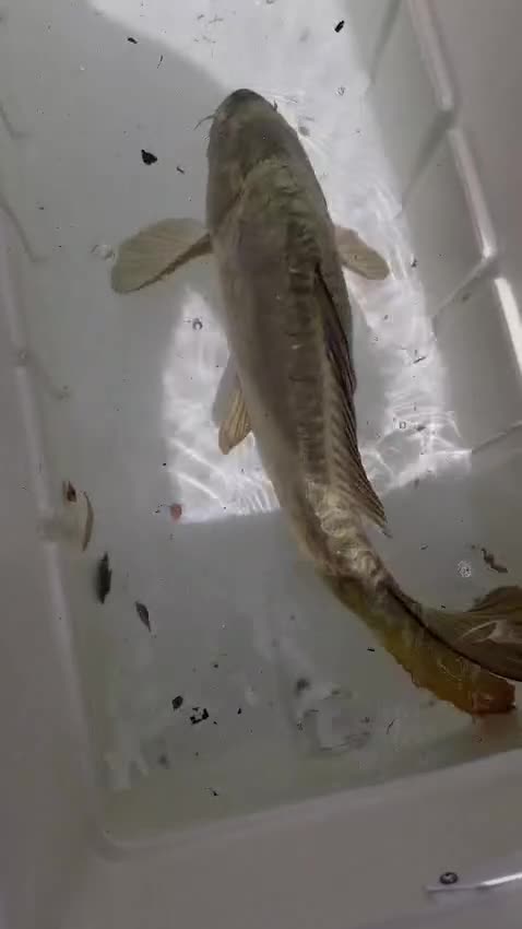 Koi Carp fish for sale: Koi carp mixed variety  in Barnet - Video 3