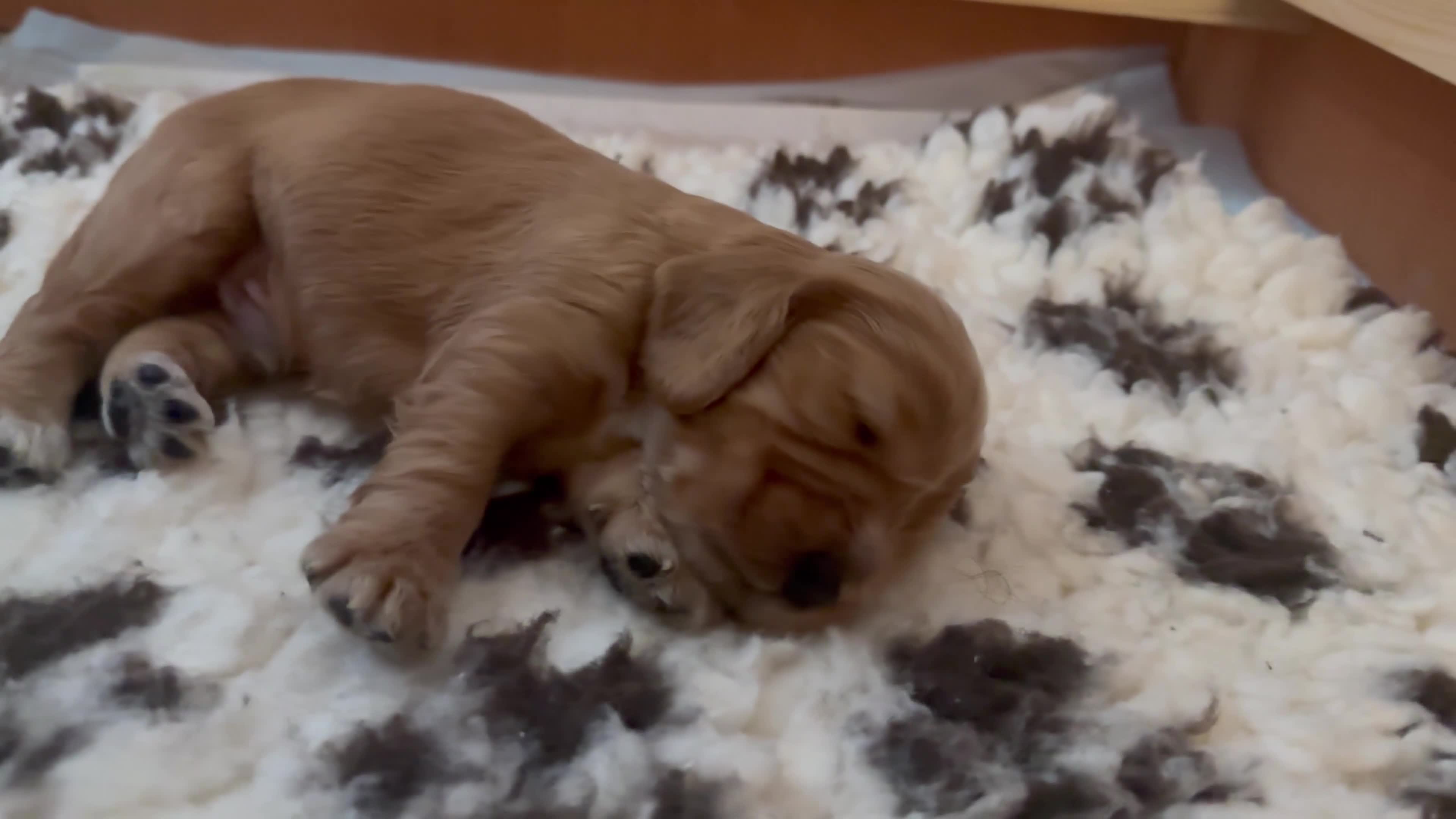 Cocker Spaniel dogs for sale: KC registered golden show cocker spaniel puppies - Video 2