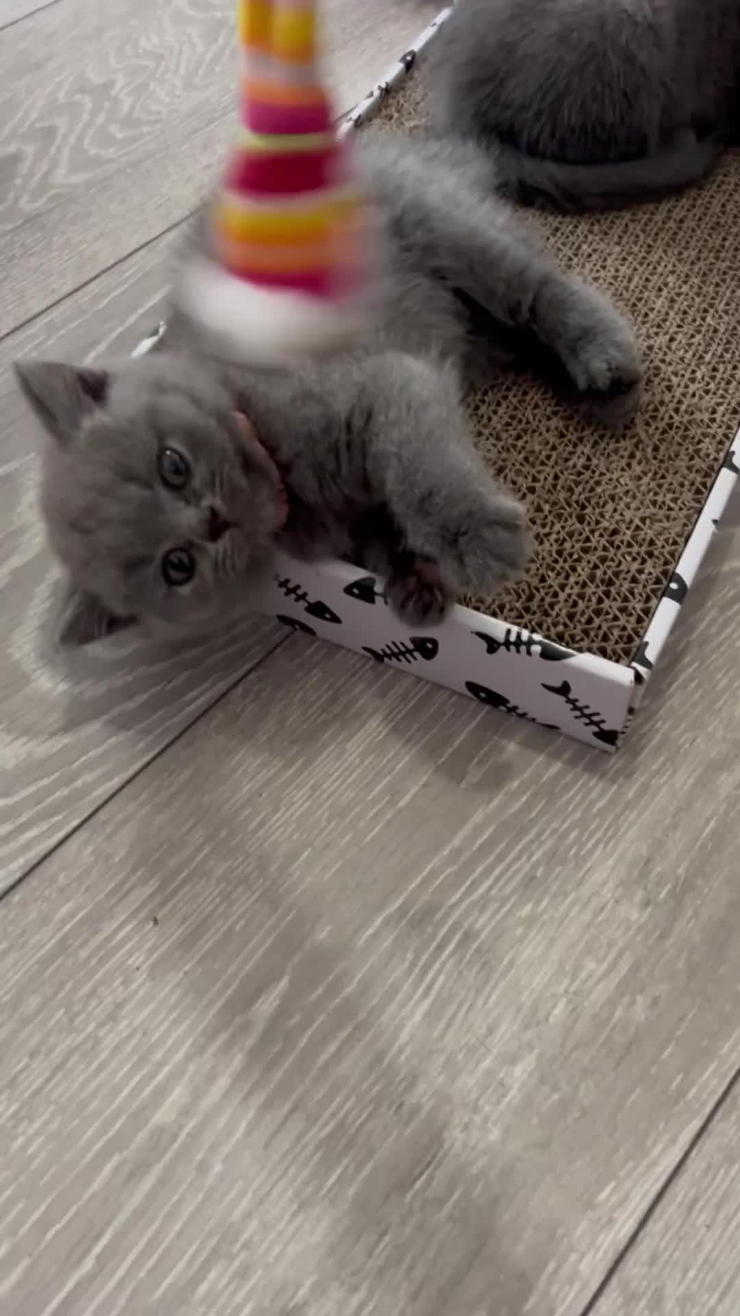 British Shorthair cats for sale: GCCF active mum and daughter blue BSH - Video 1
