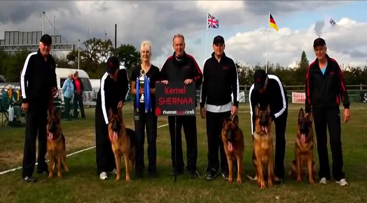 German Shepherd dogs for sale: Superb litter from up coming Top German Male  - Video 1