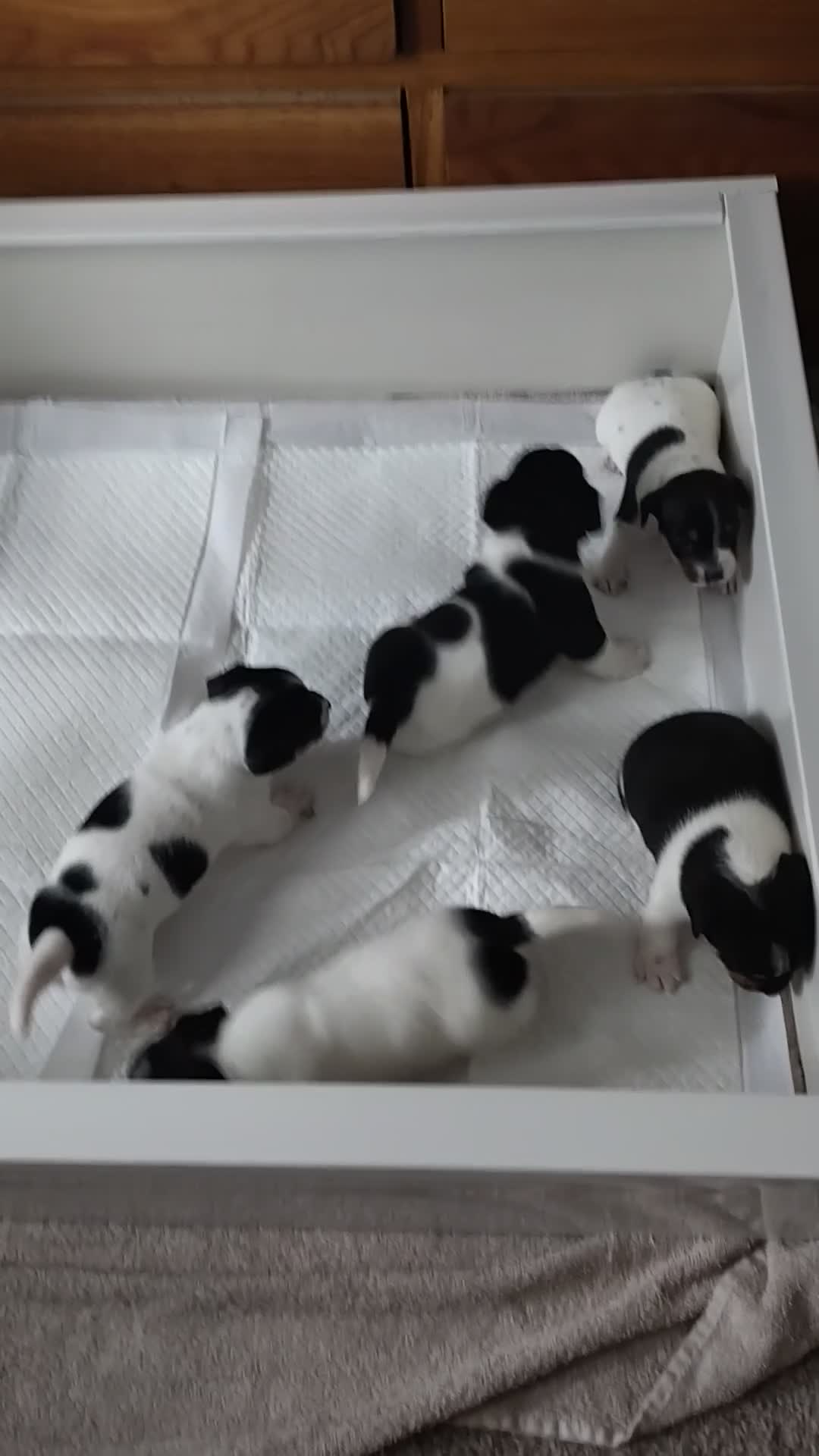 Jack Russell dogs for sale: Jack Russell puppies - Video 1