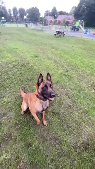 Belgian Shepherd Dog dogs for stud: kc registered Belgian malinois in Chorley - Video 1