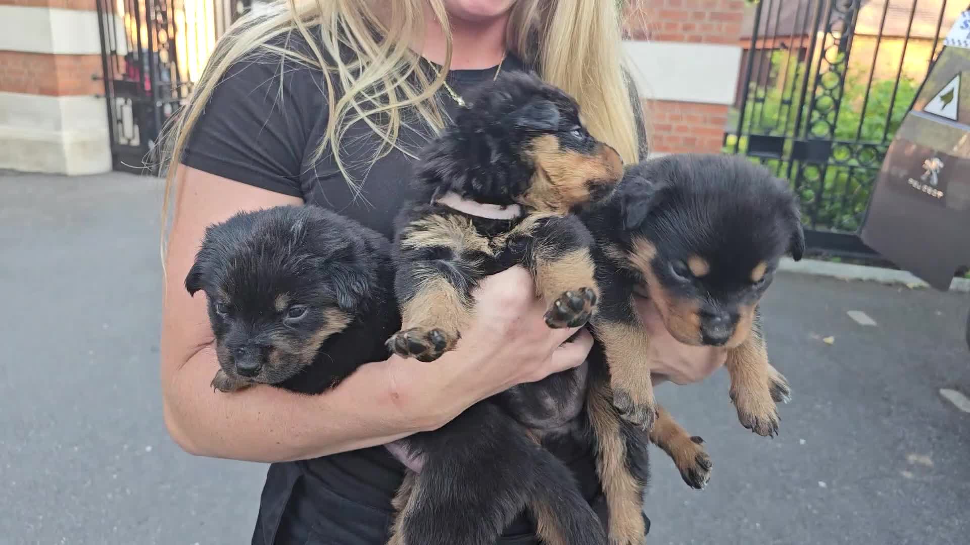 Rottweiler dogs for sale: Strong working line Rottweiler pups for sale in Dartford - Video 4
