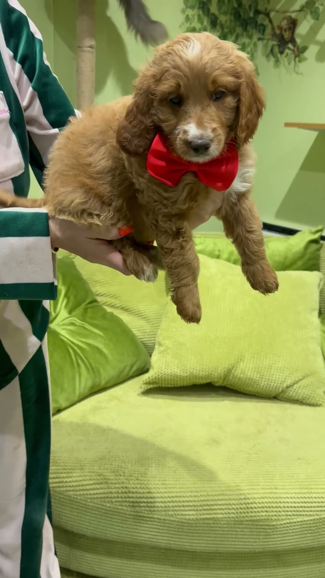 Goldendoodle dogs for sale: Golden doodles F2b L@@k reduced!!  - Video 2