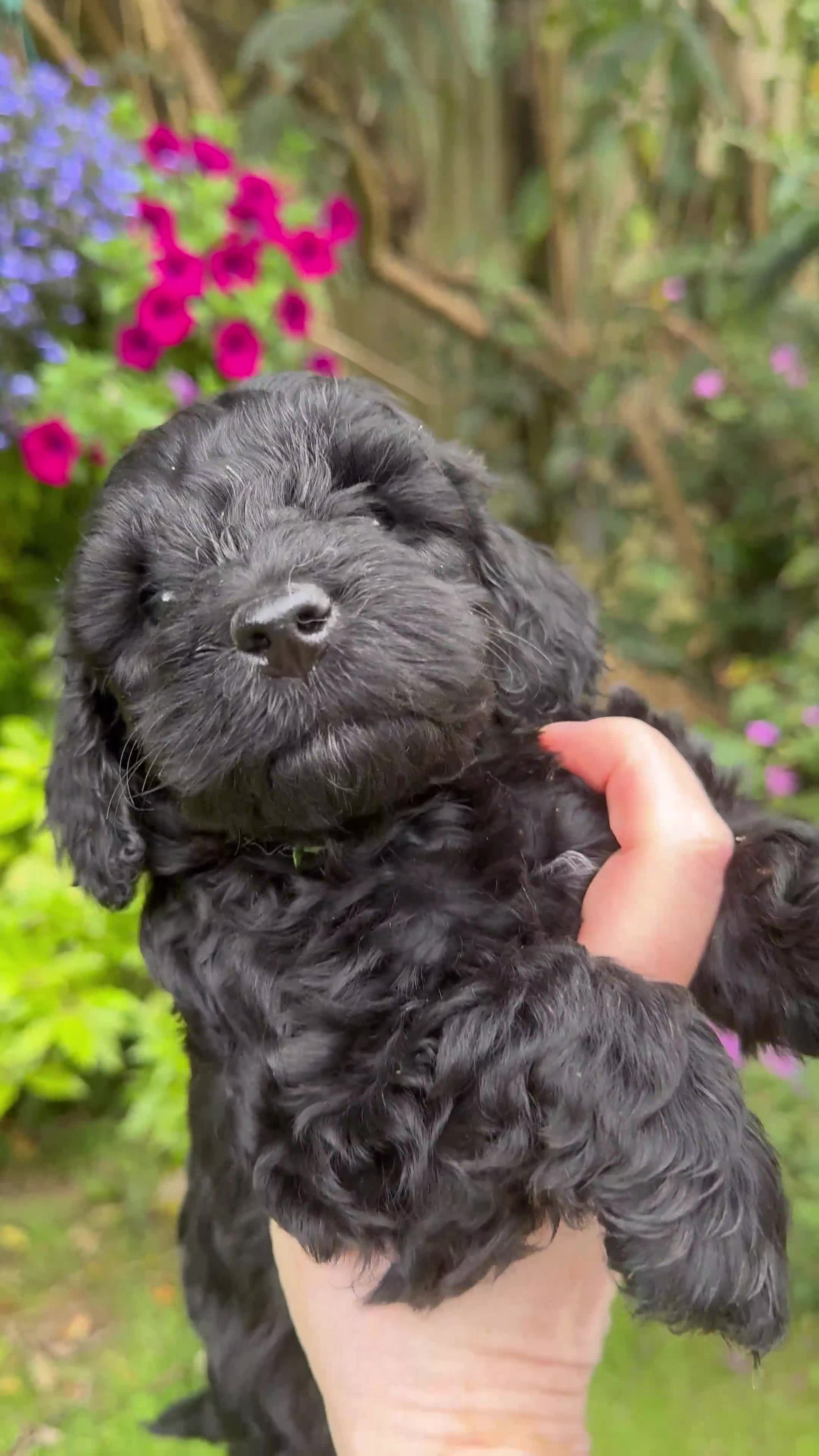 Mixed Breed dogs for sale:  Cavapoo x Cockapoo Ready 9th August - Video 5