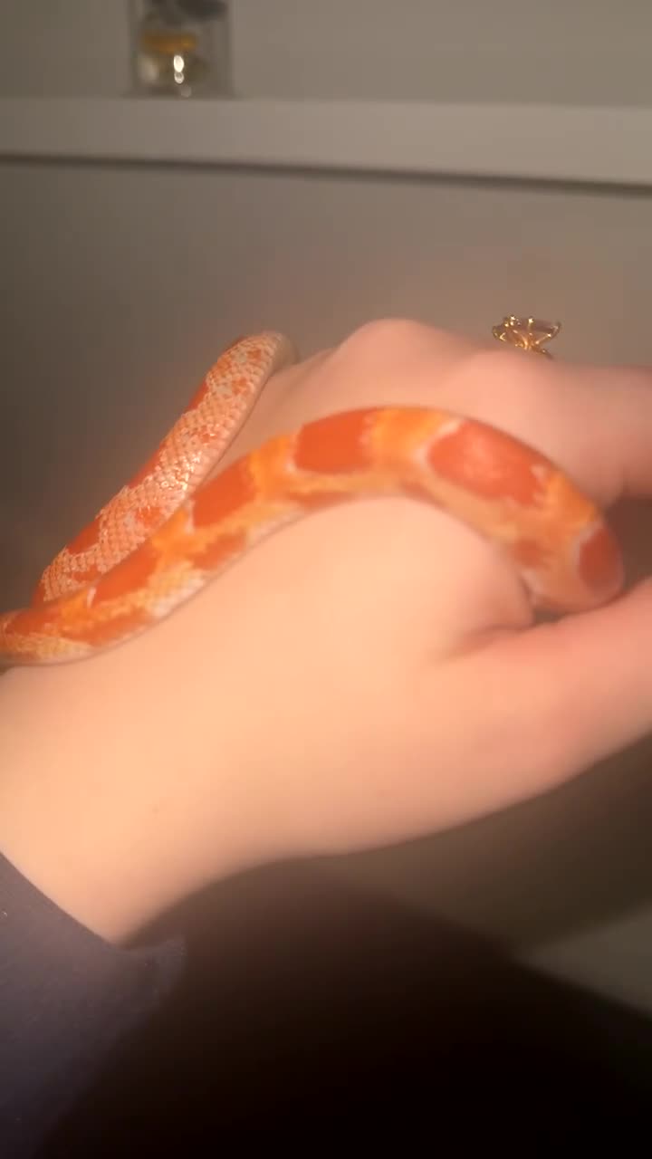 Corn Snake reptiles for sale: Corn snake  - Video 2