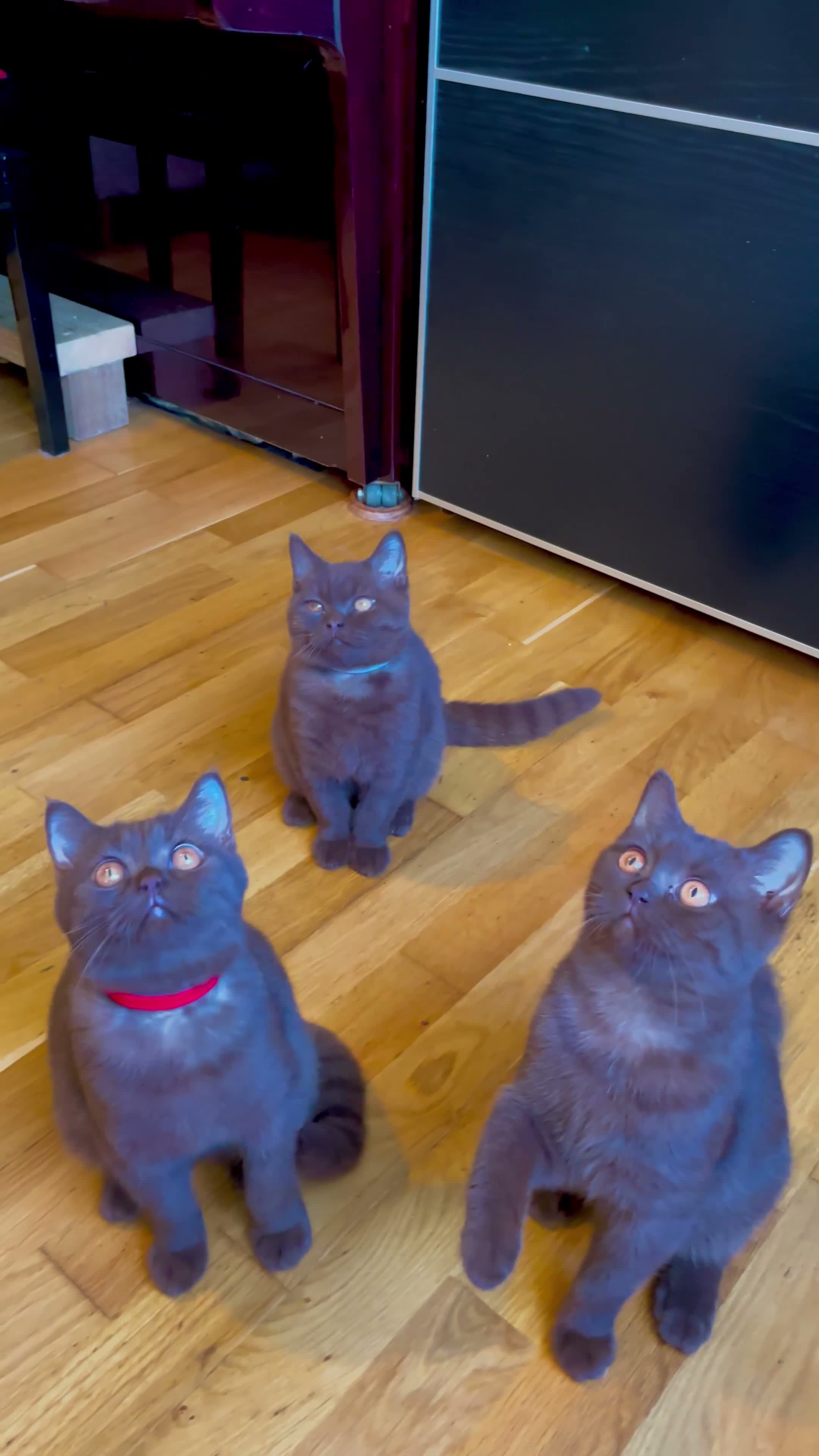 British Shorthair cats for sale: Last one chocolate  BSH boys available  - Video 2