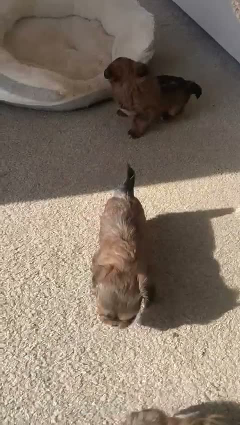 Shih Tzu dogs for sale:  Beautiful Shih Tzu Puppy – 1 Girl Available - Video 1